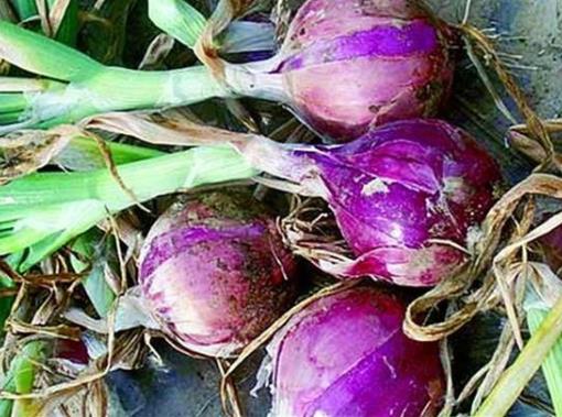 自己種的洋蔥為什么會(huì)黃化干枯?怎么預(yù)防洋蔥干枯?