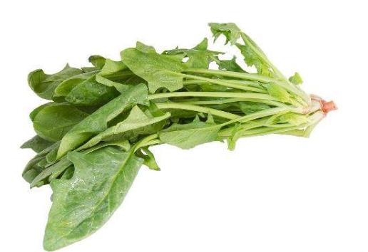 種植菠菜要怎么施肥?種植菠菜要注意什么
