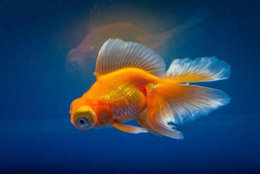 養(yǎng)魚養(yǎng)7條好還是9條好?養(yǎng)魚有什么講究嗎