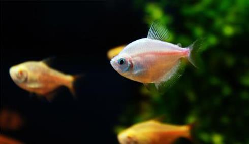 養(yǎng)魚養(yǎng)7條好還是9條好?養(yǎng)魚有什么講究嗎