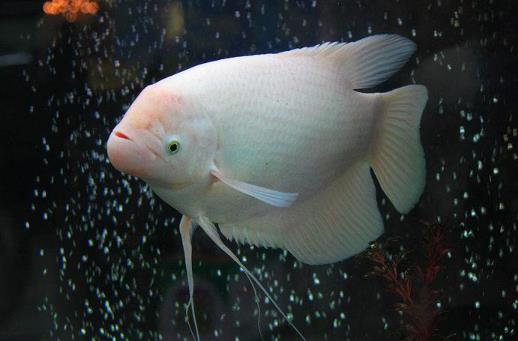 養(yǎng)魚養(yǎng)7條好還是9條好?養(yǎng)魚有什么講究嗎