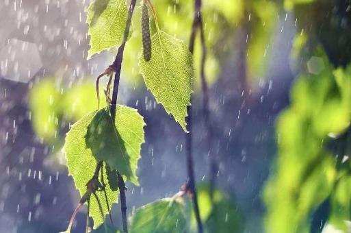 梅雨季節(jié)開窗戶復(fù)合板會(huì)受潮嗎?梅雨季節(jié)如何防潮