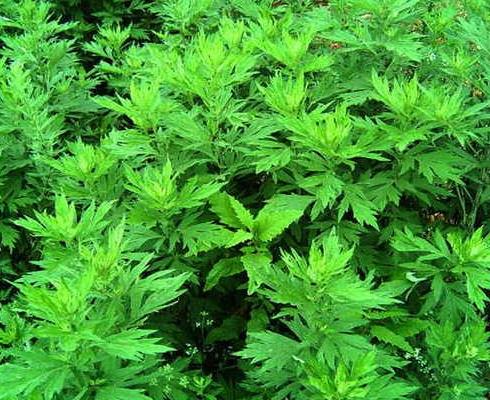 端午節(jié)掛的艾草能喝嗎?不到端午門口能放艾草嗎?