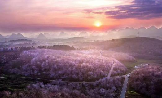 2021年貴州平壩櫻花什么時候開放?貴州平壩櫻花門票多少錢?