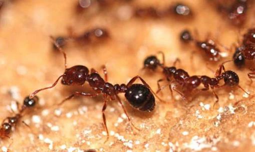 被紅火蟻咬了怎么消腫止癢?用什么藥可以殺死紅火蟻?