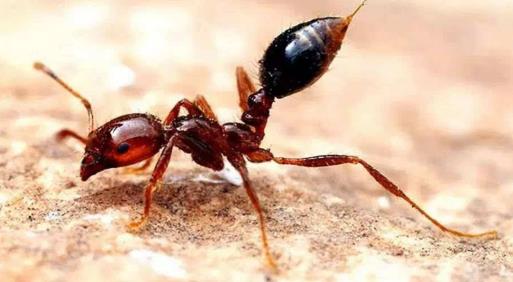 被紅火蟻咬了怎么消腫止癢?用什么藥可以殺死紅火蟻?