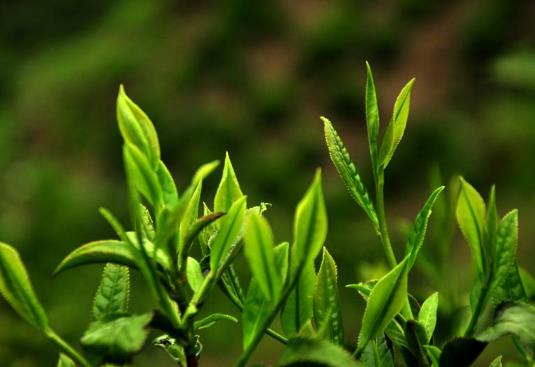 春茶什么時候上市?如何判斷春茶的好壞?