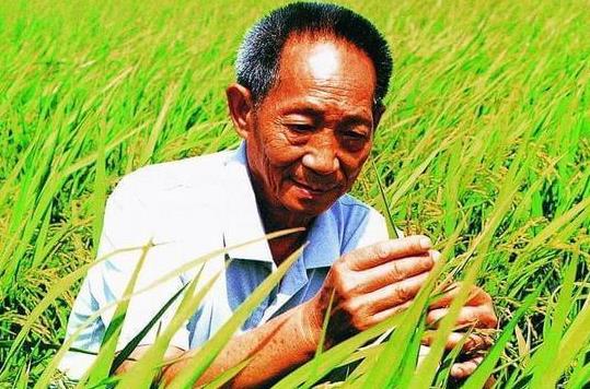 雜交水稻和轉(zhuǎn)基因水稻的區(qū)別是什么?雜交水稻什么時(shí)候問(wèn)世?