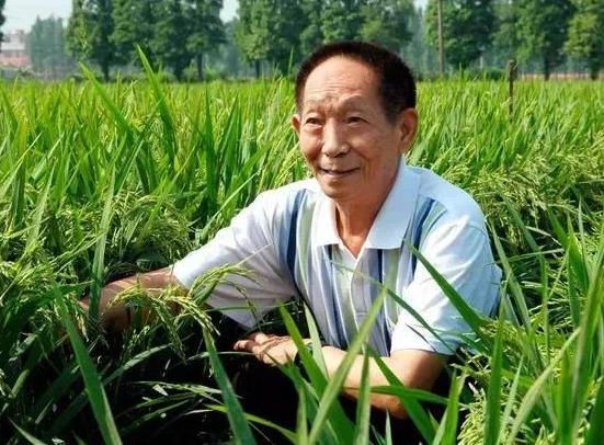 雜交水稻的影響和意義是什么?雜交水稻對中國的意義和影響具體有哪些?