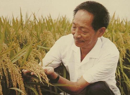 雜交水稻的影響和意義是什么?雜交水稻對中國的意義和影響具體有哪些?