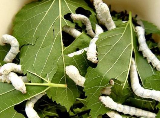 蠶變成飛蛾后怎樣讓它產(chǎn)卵?蠶寶寶什么時(shí)候吐絲結(jié)繭?