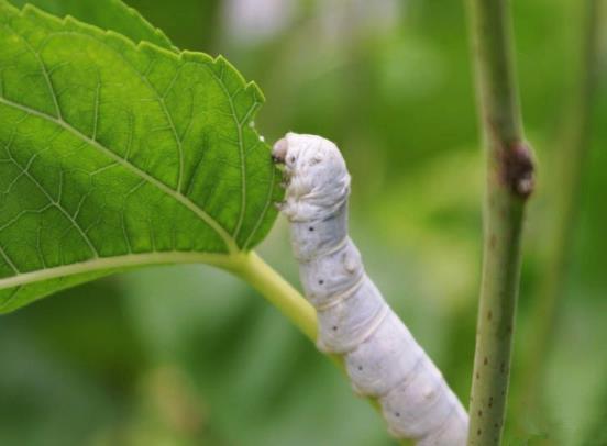 蠶寶寶蚊香中毒怎么急救?蠶蜷縮一團(tuán)不動(dòng)不吃怎么辦?