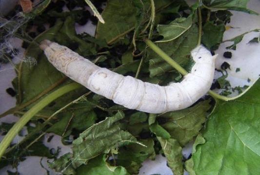 如何分辨蠶是脫皮還是死了?蠶蛻皮時(shí)把絲弄斷了會(huì)死嗎?