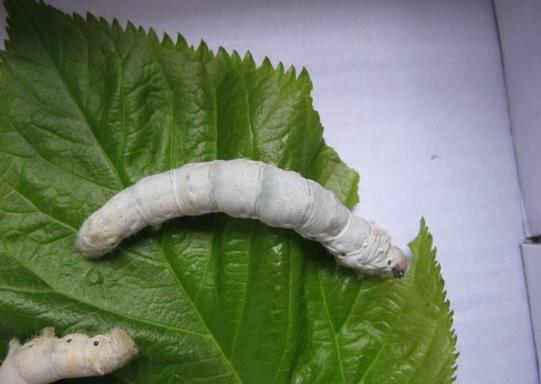 蠶寶寶一生要經(jīng)過幾次蛻皮?蠶蛻皮時卡在尾巴需要幫忙嗎?