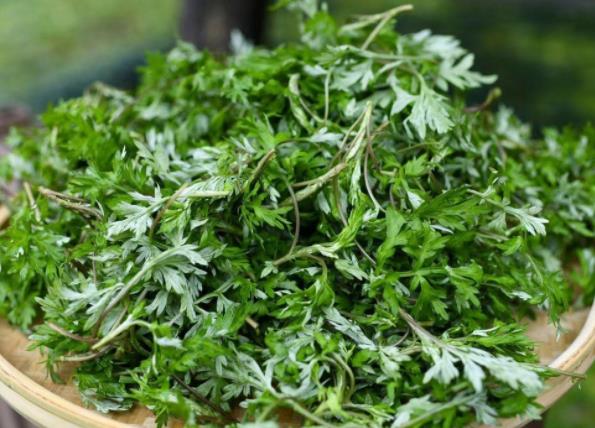 艾草泡腳有哪些注意事項(xiàng)?艾草泡腳多久一次比較好