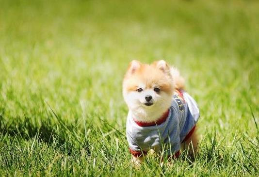 什么是狂犬?狂犬疫苗怎么打?