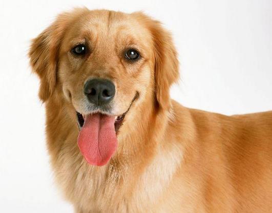 什么是狂犬?狂犬疫苗怎么打?
