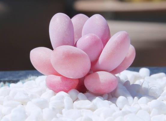 桃蛋葉片變尖了怎么補(bǔ)救?桃蛋變成綠色了怎么辦?