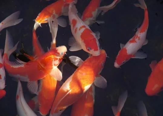 養(yǎng)錦鯉要注意什么?錦鯉可以用魚缸養(yǎng)嗎?