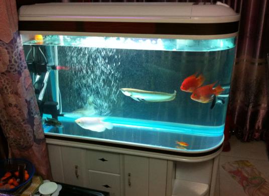 魚(yú)缸剛換的水發(fā)白是怎么回事?魚(yú)缸水變白了怎么辦?