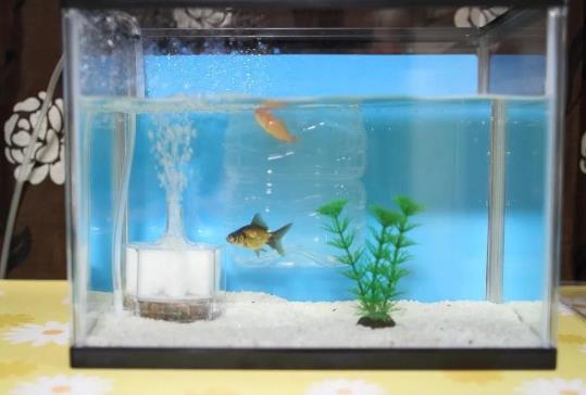 魚(yú)缸剛換的水發(fā)白是怎么回事?魚(yú)缸水變白了怎么辦?