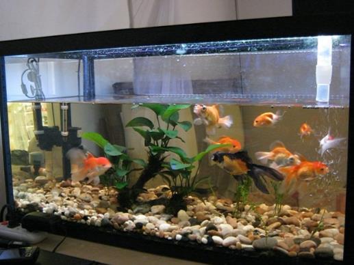 魚缸水發(fā)白對魚有影響嗎?養(yǎng)魚水發(fā)白了怎么回事?
