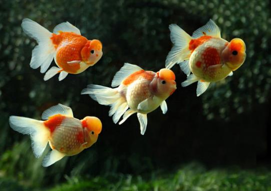 金魚餓半個月會死嗎?喂金魚的喂養(yǎng)量多少合適?