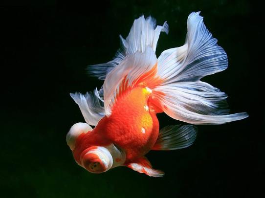 金魚餓半個月會死嗎?喂金魚的喂養(yǎng)量多少合適?