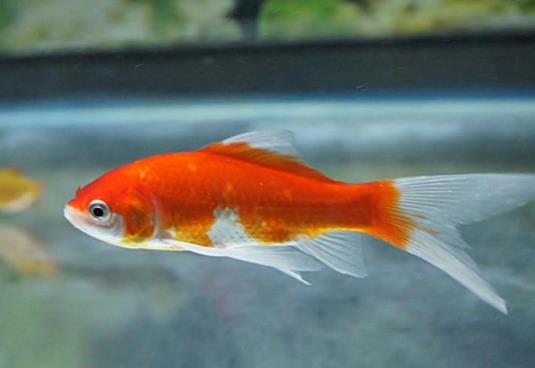 金魚餓半個月會死嗎?喂金魚的喂養(yǎng)量多少合適?