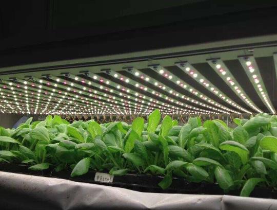 植物補光燈能完全代替陽光嗎?植物補光怎么選?
