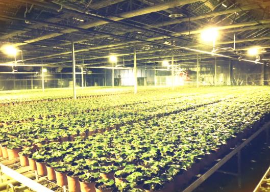 植物補光燈能完全代替陽光嗎?植物補光怎么選?