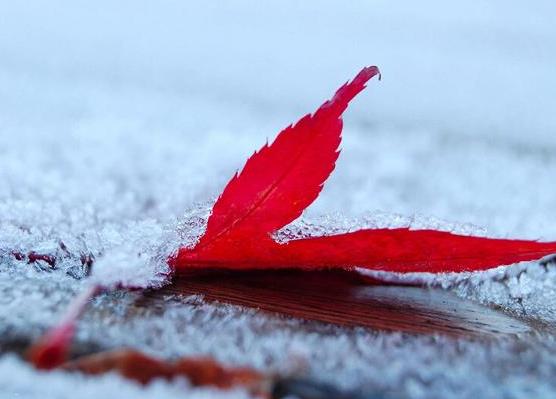 2021年什么時(shí)候打霜?霜降之前會(huì)下霜嗎?