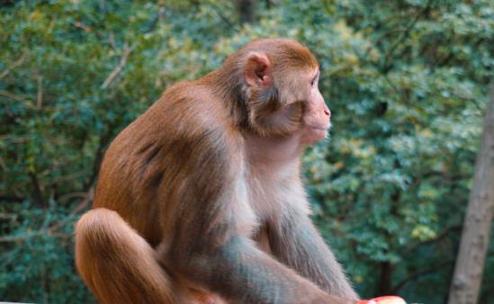 屬猴沖太歲2022年化解方法,生肖猴人虎年犯太歲戴什么怎么化解