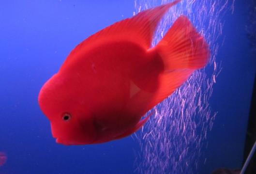 鸚鵡魚多久產(chǎn)一次卵?鸚鵡魚身上有白點(diǎn)怎么辦?