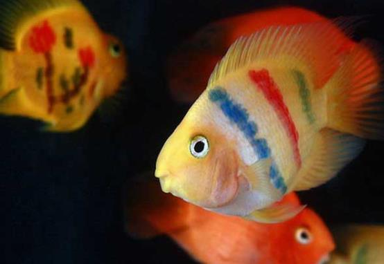 鸚鵡魚打架會(huì)不會(huì)打死?養(yǎng)多少鸚鵡魚才不會(huì)打架?