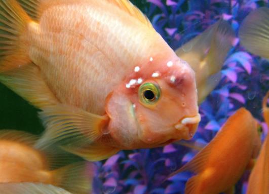 鸚鵡魚身上的白點可以擦嗎?鸚鵡魚產(chǎn)卵要撈出來嗎?