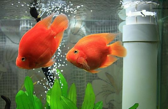 鸚鵡魚產(chǎn)卵幾天孵化小魚?鸚鵡魚的卵幾天能孵出?