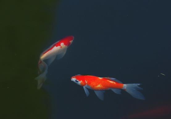 錦鯉魚可以喂白菜和菠菜嗎?錦鯉爛嘴怎么處理?