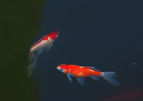 家養(yǎng)的錦鯉怎么喂長得快?怎么看錦鯉健不健康?