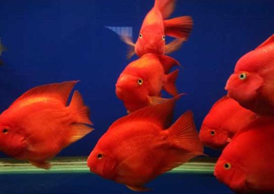 鸚鵡魚嘴腫了會自愈嗎?鸚鵡魚該如何飼養(yǎng)?