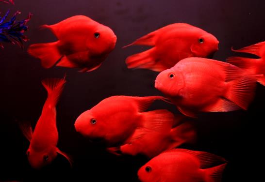 鸚鵡魚嘴腫了會自愈嗎?鸚鵡魚該如何飼養(yǎng)?