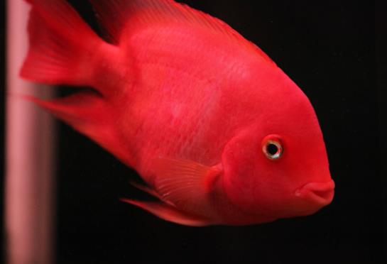 鸚鵡魚怎么不游上來吃?鸚鵡魚會(huì)攻擊錦鯉嗎?