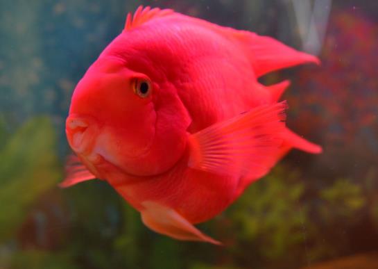 鸚鵡魚吃上浮的食物還是下沉的食物?鸚鵡魚為什么喜歡打架?