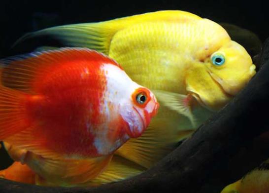 鸚鵡魚為什么越養(yǎng)越白?鸚鵡魚咬鸚鵡魚怎么辦?
