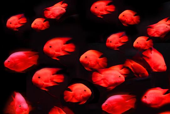 鸚鵡魚為什么越養(yǎng)越白?鸚鵡魚咬鸚鵡魚怎么辦?
