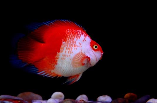 鸚鵡魚為什么越養(yǎng)越白?鸚鵡魚咬鸚鵡魚怎么辦?