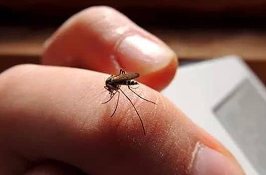 蚊子包是怎么形成的?花蚊子是什么品種?