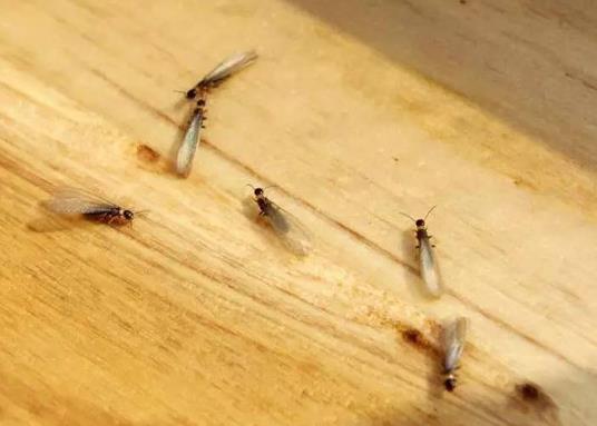 有白蟻的樓房到底能不能根除?白蟻是晚上活動(dòng)還是白天活動(dòng)