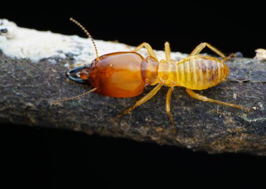 如何預(yù)防白蟻進(jìn)家里?有白蟻的房子一定要賣掉是什么說法?