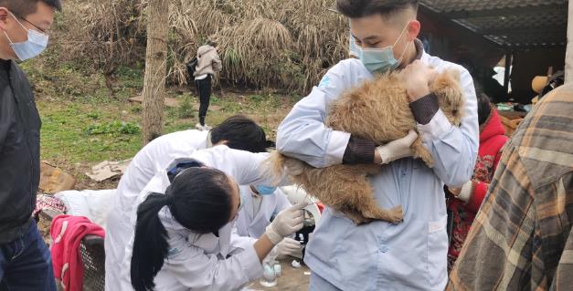 杭州靠譜的虹泰寵物醫(yī)院為愛寵開辟生命通道